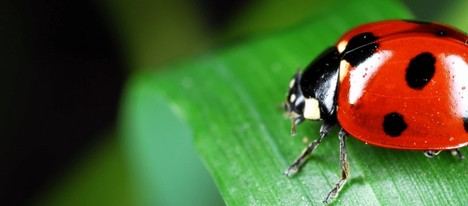 Aranjuez lanza depredadores naturales para combatir plagas en sus árboles