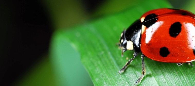 Aranjuez lanza depredadores naturales para combatir plagas en sus árboles