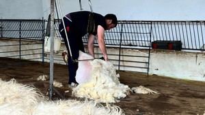Madrid preserva la tradición ganadera con el esquileo de 400 ovejas autóctonas