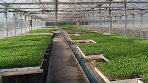 Madrid distribuye 48.000 plantones de hortalizas tradicionales para fomentar la producción local
