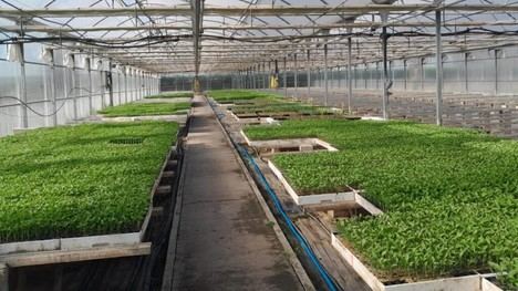 Madrid distribuye 48.000 plantones de hortalizas tradicionales para fomentar la producción local