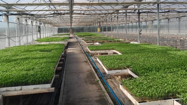Madrid distribuye 48.000 plantones de hortalizas tradicionales para fomentar la producción local